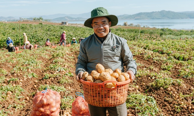 Trồng khoai tây làm snack, nông dân Lâm Đồng lãi nửa tỷ đồng